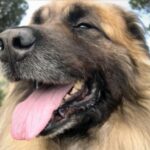 Serra Da Estrelahund