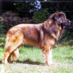 Serra Da Estrelahund