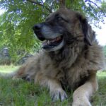 Serra Da Estrelahund