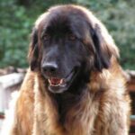 Serra Da Estrelahund