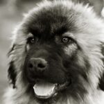 Serra Da Estrelahund
