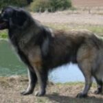 Serra Da Estrelahund