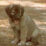 Serra Da Estrelahund