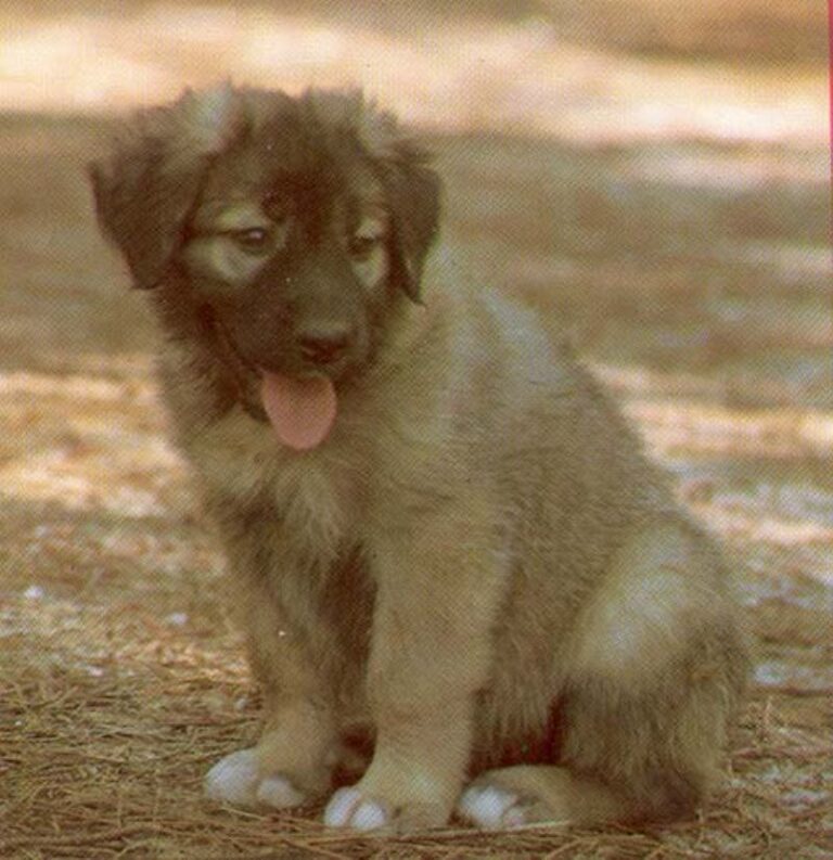 Serra Da Estrelahund