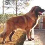 Serra Da Estrelahund