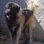 Serra Da Estrelahund