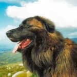 Serra Da Estrelahund