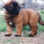 Serra Da Estrelahund