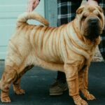 Shar Pei
