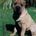 Shar Pei