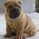 Shar Pei