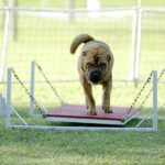 Shar Pei