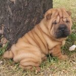 Shar Pei