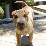 Shar Pei