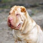 Shar Pei
