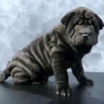 Shar Pei