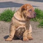 Shar Pei