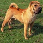 Shar Pei