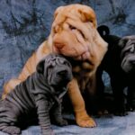 Shar Pei