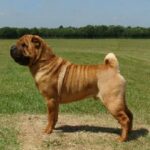 Shar Pei