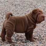 Shar Pei