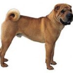 Shar Pei