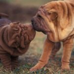 Shar Pei