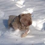 Shar Pei