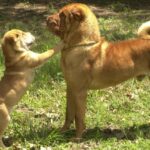 Shar Pei