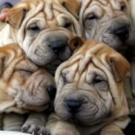 Shar Pei