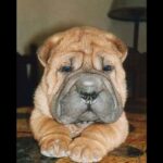 Shar Pei