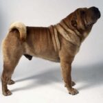 Shar Pei