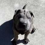 Shar Pei