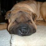 Shar Pei