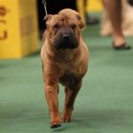 Shar Pei