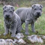 Shar Pei
