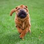 Shar Pei