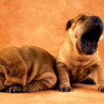 Shar Pei
