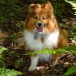 Shetland Sheepdog