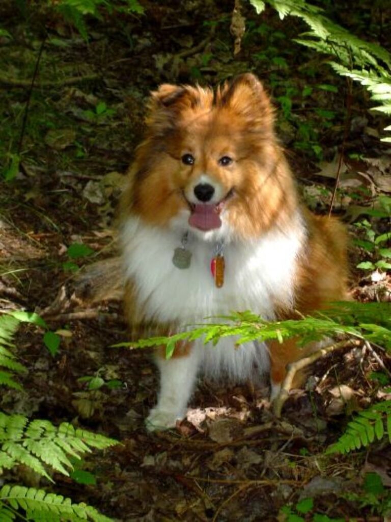 Shetland Sheepdog