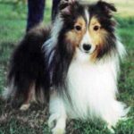 Shetland Sheepdog