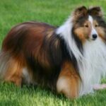 Shetland Sheepdog