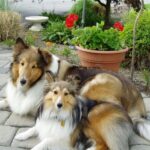 Shetland Sheepdog