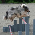 Shetland Sheepdog