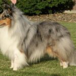 Shetland Sheepdog