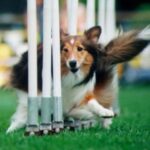 Shetland Sheepdog