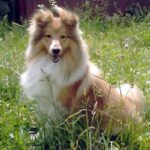 Shetland Sheepdog
