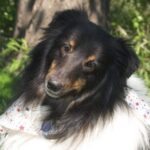 Shetland Sheepdog