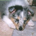 Shetland Sheepdog