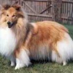 Shetland Sheepdog